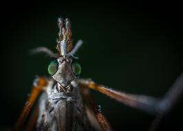 Insect Bespozvonochnoe Nature