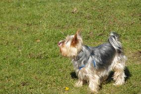 Doggy Small Mammal
