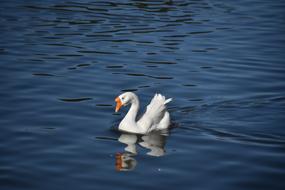 Bird Water Nature