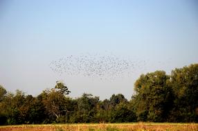 flock of birds in the field