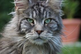 Cat Animal Portrait
