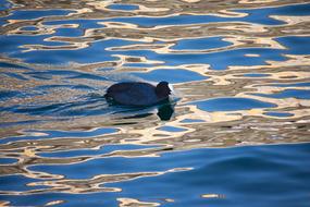 duck Water Bird swimming