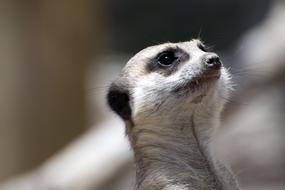 Animal Meerkat Mammal