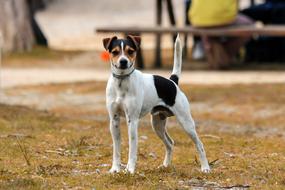 dog looking at the camera