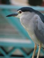 heron Bird by Water Lake