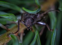 Insect Bespozvonochnoe Nature