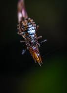 brown insect on a branch
