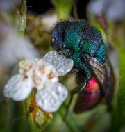 Insect Nature Outdoors Living