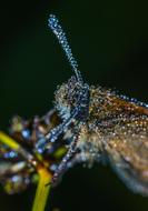 Insect Nature Bespozvonochnoe