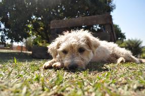 Dog Animal