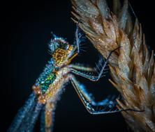 shiny insect on the spike