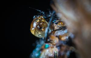 closeup of an insect