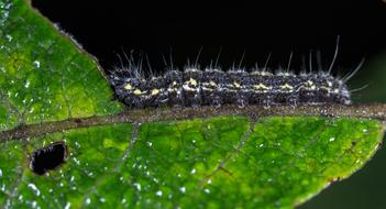 Caterpillar Larva Insect