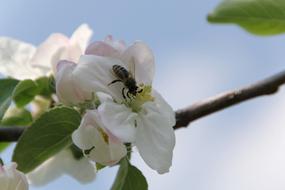 Apple Blossom Bee Spring