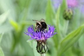 Flowers Hummel Insect Close