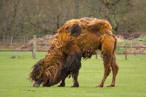 Mammal grazing on Grass
