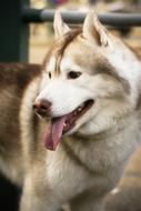 Dog Mammal Cute
