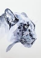black cat panter animal predator