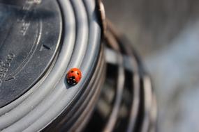 Beetle Ladybug Animal