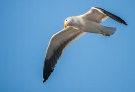 Kelp Gull Eye Looking Cape