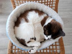 cat sleeping in bed