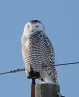 fluffy wild owl