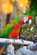 Parrot By Temperament Bird Nature