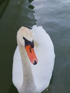Swan Animal Nature Water
