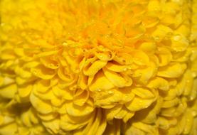 Chrysanthemum Many Wings Yellow
