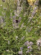 Bumblebee Summer Lavender