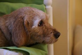 Cute Animals Portrait