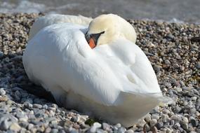 Swan White Animal
