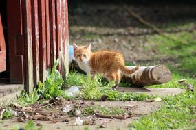 Cat Farm Expensive