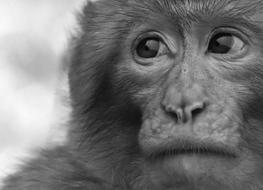 Barbary Ape Endangered Species