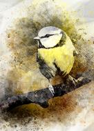 blue tit bird feathered colors