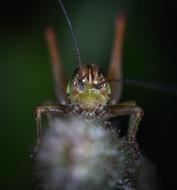 Insect Living macro blur