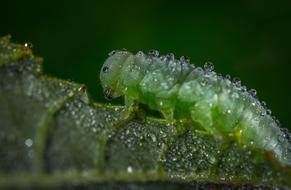 Insect Larva Bespozvonochnoe