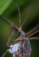 Insect Outdoors Nature