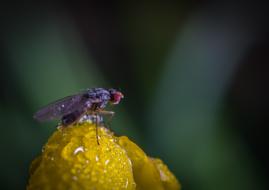 macro photo of fly on yellow flower