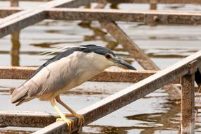 Night Heron Bird