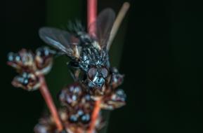closeup picture of the fly in living nature