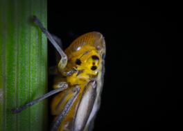 beetle on a plant