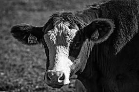 Cow Calf Cattle