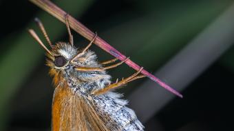 Insect Nature Living