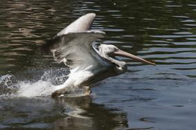 flying bird on the water