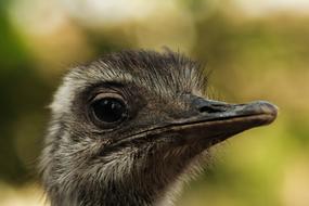 Bird Emu Portrait