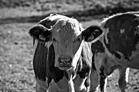 Cow Calf Cattle
