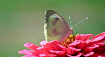 Butterfly Insect on pink Flower macro photo