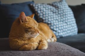 Cat Red Cat'S Eyes Lying