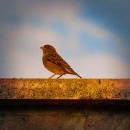 Sparrow Sperling Bird Animal